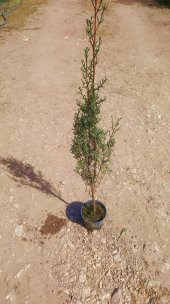 MEZARLIK ÇAMI - KABİR AĞACI 1 METRE - 5