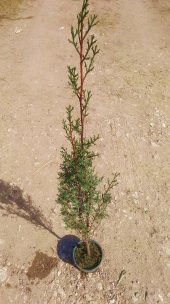 MEZARLIK ÇAMI - KABİR AĞACI 1 METRE - 2