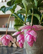 MEDİNE GÜLÜ ÇİÇEĞİ - Medinilla Magnifica HEDİYELİK EV BİTKİSİ - 2