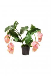 MEDİNE GÜLÜ ÇİÇEĞİ - Medinilla Magnifica HEDİYELİK EV BİTKİSİ - 3