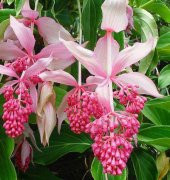 MEDİNE GÜLÜ ÇİÇEĞİ - Medinilla Magnifica HEDİYELİK EV BİTKİSİ - 5
