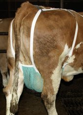 Meme Koruma, L Beden thumbnail 3