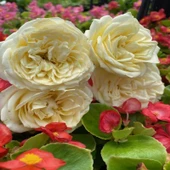 Tüplü Soğuklara Dayanıklı Katmerli Hilda İri Beyaz Kokulu Gül Fidanı - 1