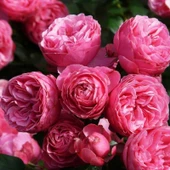 Tüplü Aşılı Pomponella Pembe Yediveren Kokulu Gül Fidanı - 1