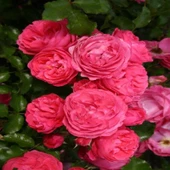 Tüplü Katmerli Moin Moin Yediveren Gül Fidanı thumbnail 1