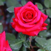 Tüplü Kokulu Adriana Gül Fidanı - 1