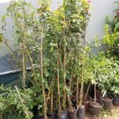 Tüplü Kokulu Kırmızı Cherry Belle Sarmaşık Gül Fidanı(120-160 cm) - 3