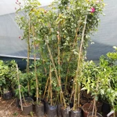 Tüplü Kokulu Kırmızı Cherry Belle Sarmaşık Gül Fidanı(120-160 cm) - 2