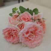 Tüplü Yediveren Kokulu Scheinla Lila Katlı Gül Fidanı thumbnail 1