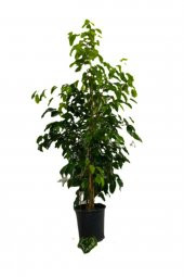 FİCUS BENJAMİNA-BENJAMİN BİTKİSİ 110-130 cm - 1
