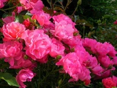 Tüplü Aşılı Maxi Vita Yediveren Gül Fidanı thumbnail 1