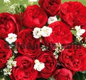 Tüplü Aşılı Out Of Rosenheim Yediveren Gül Fidanı thumbnail 1