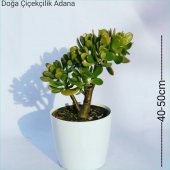 Para Ağacı Bereket, İyi Şans ve Para Çiçeği Crassula Ovata 0102 - 1