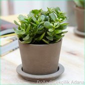 Para Ağacı Bereket, İyi Şans ve Para Çiçeği Crassula Ovata - 1