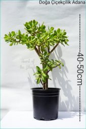 Para Ağacı Para Çiçeği Crassula Ovata - 1