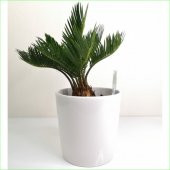 SİKAS - Cycas Revoluta -Japon sago palmiyesi (15 cm Ağız Çaplı Seramik Saksılı) - 1