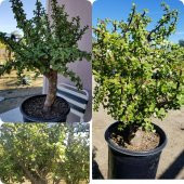 Bonsai Para Ağacı Portulacaria Afra Yeşim Ağacı 01 - 1