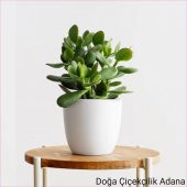 Para Çiçeği Bereket Ağacı Crassula Ovata - 1