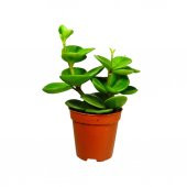 Peperomia Zümrüt Dalgası Çiçeği - 2