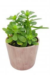 Antik Seramik Saksıda Sedum Palmeri - 1