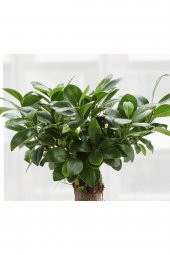 Ficus Ginseng Bonsai - Adam Ağaç - Ev Ofis Salon Iç Mekan Bitkisi - Ø:17 Cm - H:40 Cm - 2