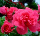 Tüplü Pembe Bad Birnbach Aşılı Yediveren Gül Fidanı thumbnail 1