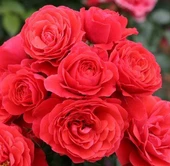 Tüplü Aşılı Cherry Girl Kırmızı Kokulu Yediveren Gül Fidanı thumbnail 1