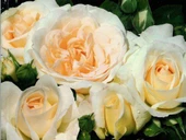 Tüplü Kosmos Krem Beyazı Yediveren Aşılı Kokulu Gül Fidanı - 1