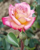 Tüplü Aşılı Pembe Beyaz Liberty Bell Yediveren Kokulu Gül Fidanı thumbnail 1