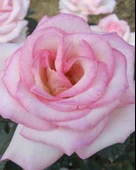 Tüplü Aşılı Princess Yediveren Kokulu Gül Fidanı thumbnail 1