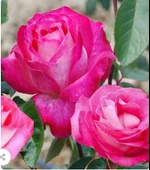 Tüplü Aşılı Rose Dot Pembe Beyaz Yediveren Kokulu Gül Fidanı thumbnail 1