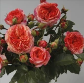 Tüplü Aşılı Turuncu Orange Pompon Yediveren Gül Fidanı - 1