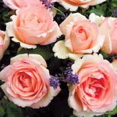 Tüplü Aşılı Souvenir De Baden Krem Pembesi Yediveren Gül Fidanı thumbnail 1