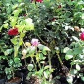 Tüplü Aşılı Yediveren Kokulu Rugelda Sarı Gül Fidanı thumbnail 2