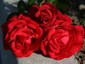 Tüplü Yediveren Traumfrau Yediveren Gül Fidanı thumbnail 1