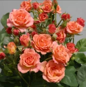 Tüplü Peach Taifun Yediveren - 1