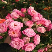 Tüplü Yediveren Sugar Pink Gül Fidanı thumbnail 1