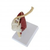 Kaslı Omuz Maketi Model 33 - 2