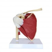 Kaslı Omuz Maketi Model 33 - 3