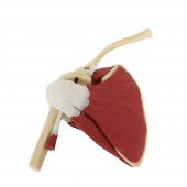 Kaslı Omuz Maketi Model 33 - 4