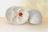 Omurga Kafa Maketi Modeli 20 - 3
