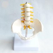 Omurga Pelvis Maketi Model 25 - 2