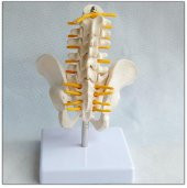 Omurga Pelvis Maketi Model 25 - 3