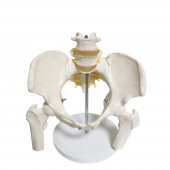 Omurga Pelvis Maketi Model 24 - 1