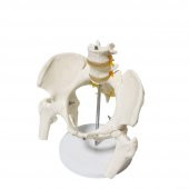 Omurga Pelvis Maketi Model 24 - 2