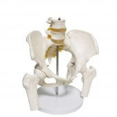 Omurga Pelvis Maketi Model 24 - 3