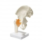 Omurga Kalça Maketi Model 28 - 1