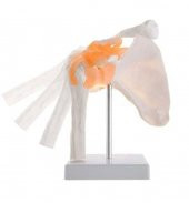 Omurga Omuz Maketi Model 30 - 1