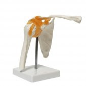 Omurga Omuz Maketi Model 30 - 4