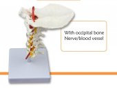 Omurga Boyun Maketi Model 21 - 3